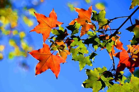 说明: E:\工作\王经理\霜降\8.jpg