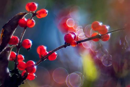 说明: E:\工作\王经理\霜降\4.jpg