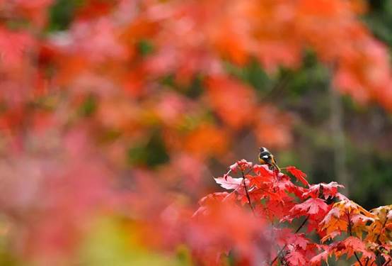 说明: E:\工作\王经理\霜降\7.jpg