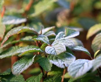 说明: E:\工作\王经理\霜降\5.jpg