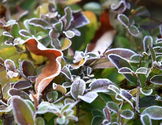 说明: E:\工作\王经理\霜降\2.jpg