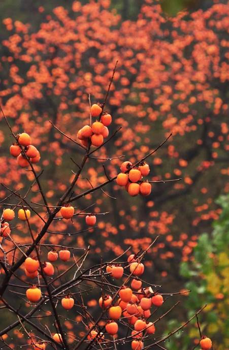 说明: E:\工作\王经理\霜降\6.jpg